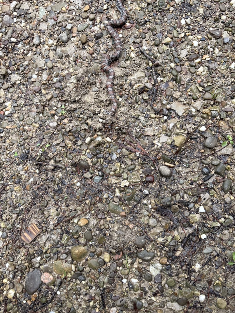 Eastern Milk Snake