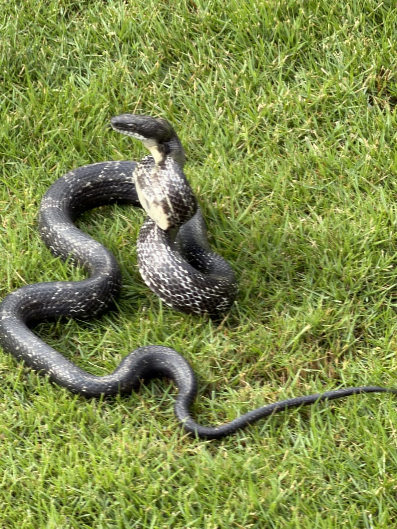 Eastern Rat Snake