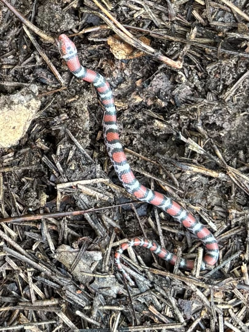 Juvenile Milk Snake