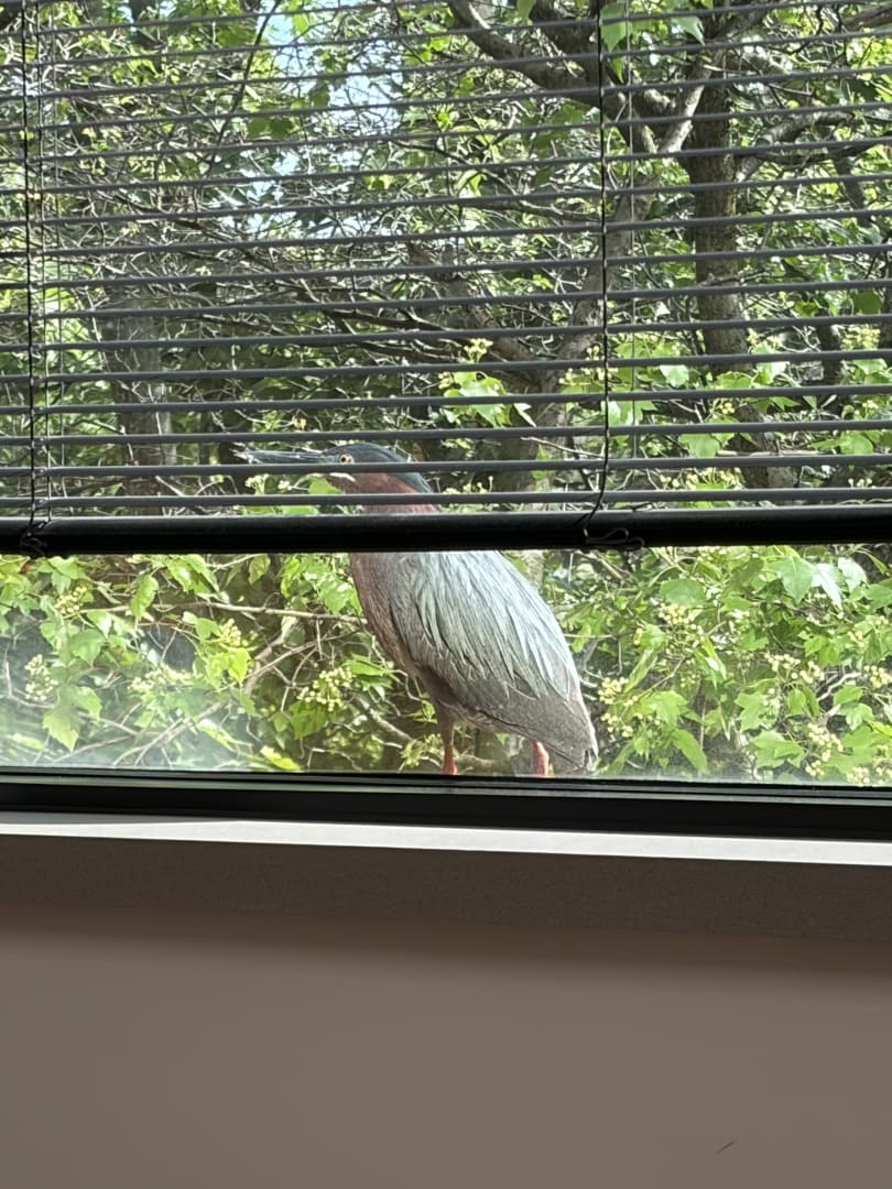 Green Heron