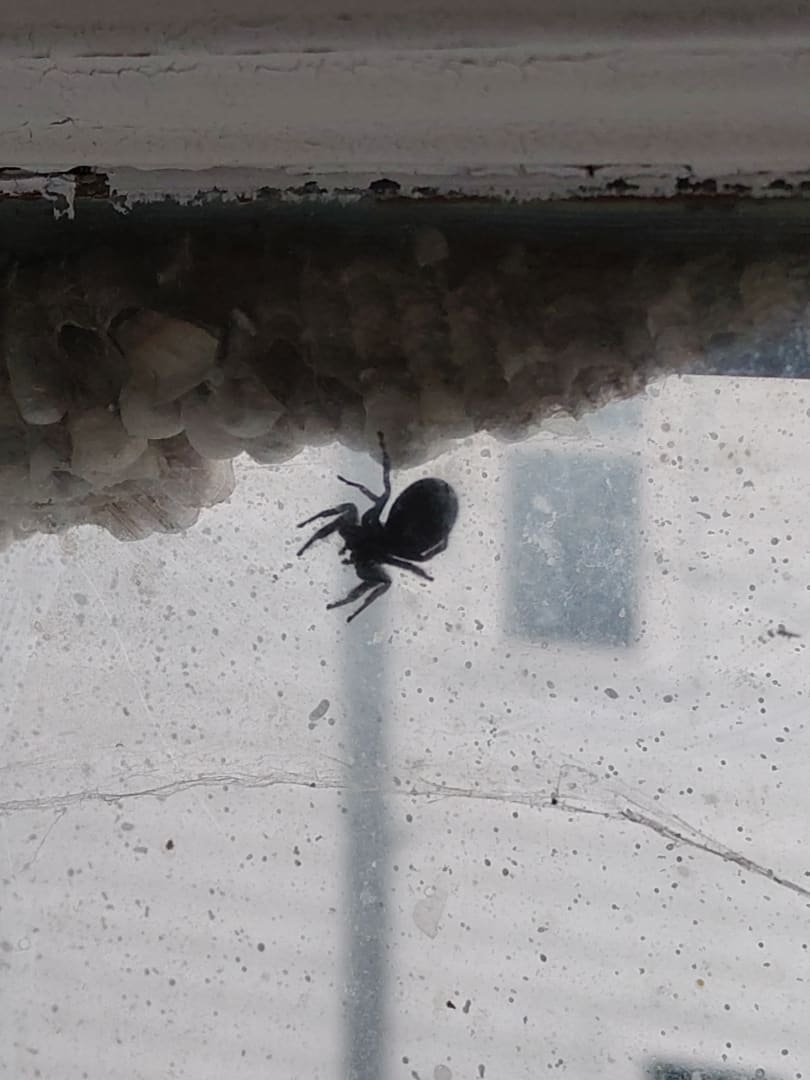 Jumping Spider