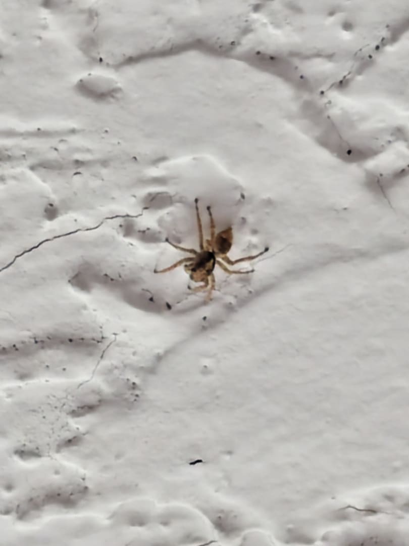 Jumping Spider