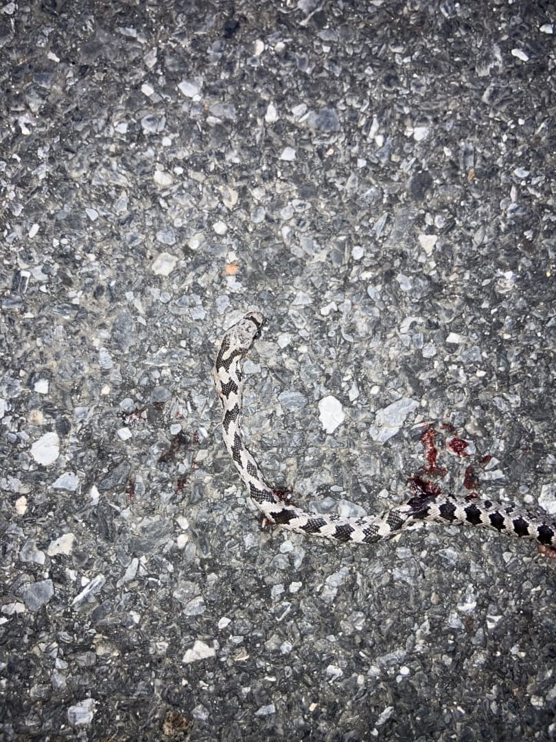 Eastern Milk Snake