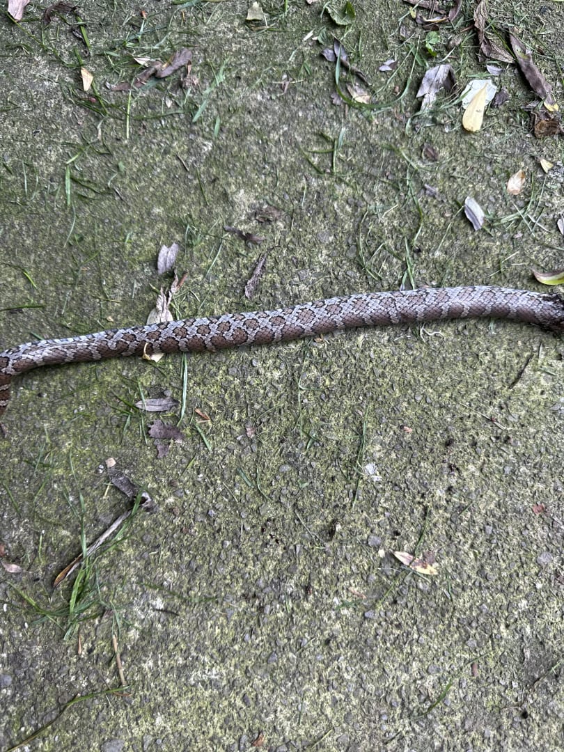 Eastern Milk Snake