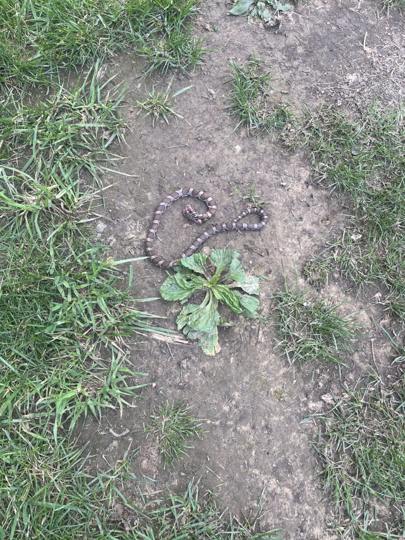 Eastern Milk Snake