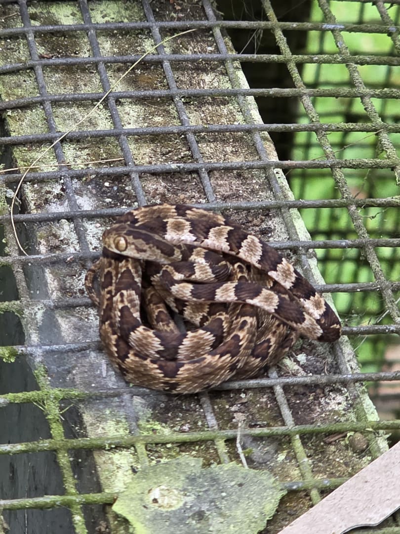 Common Kukri Snake