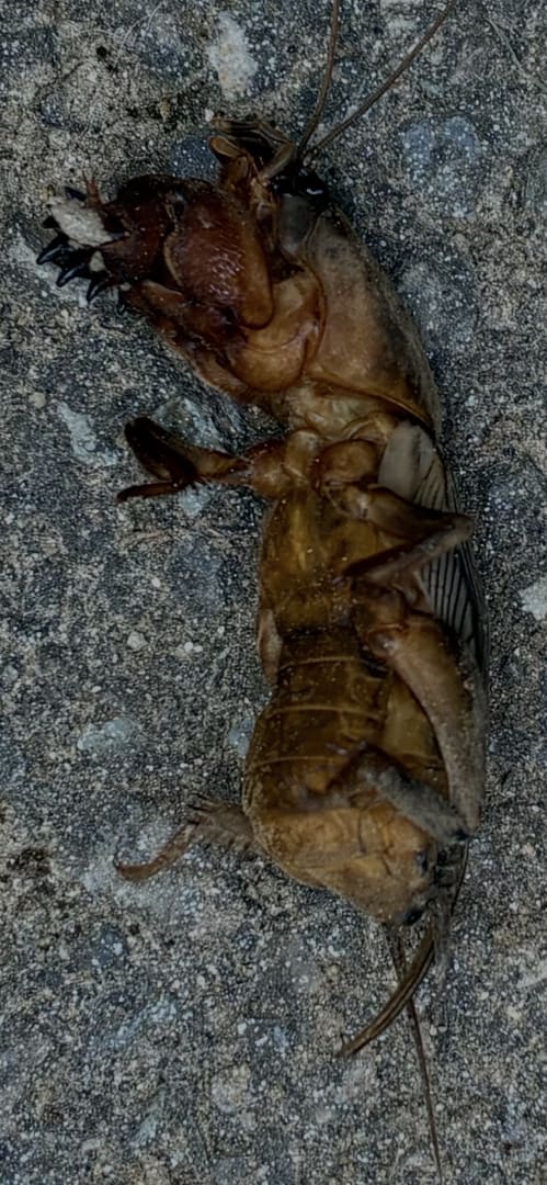 European Mole Cricket