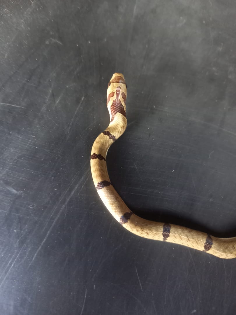 Copperhead