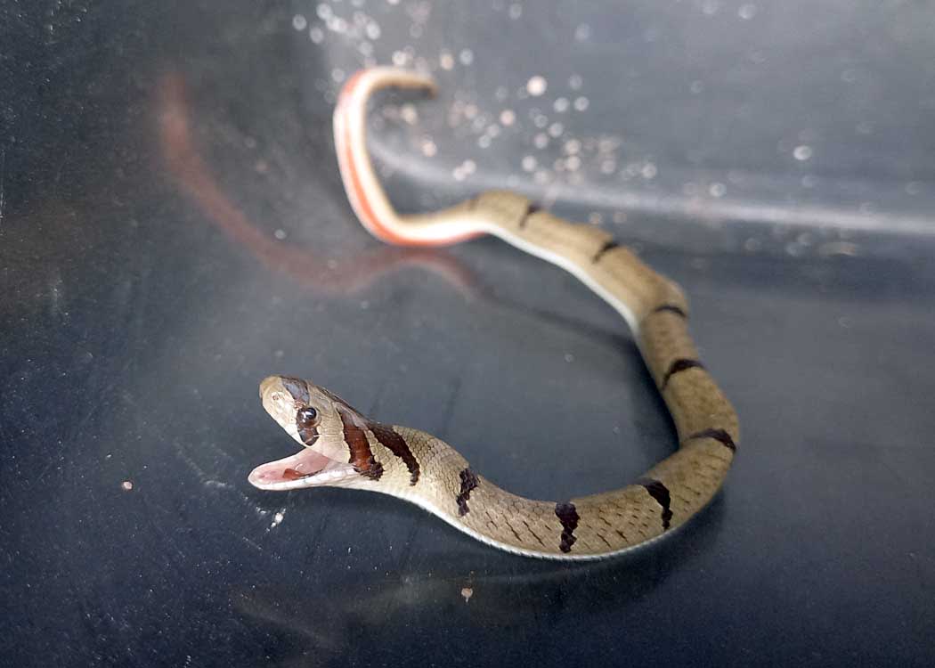 Northern Brown Snake