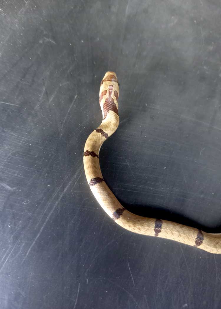 Eastern Copperhead