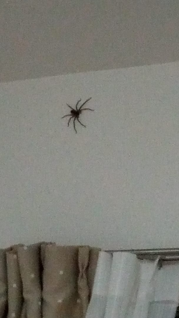 Huntsman Spider