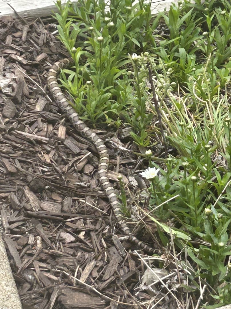 Common Garter Snake