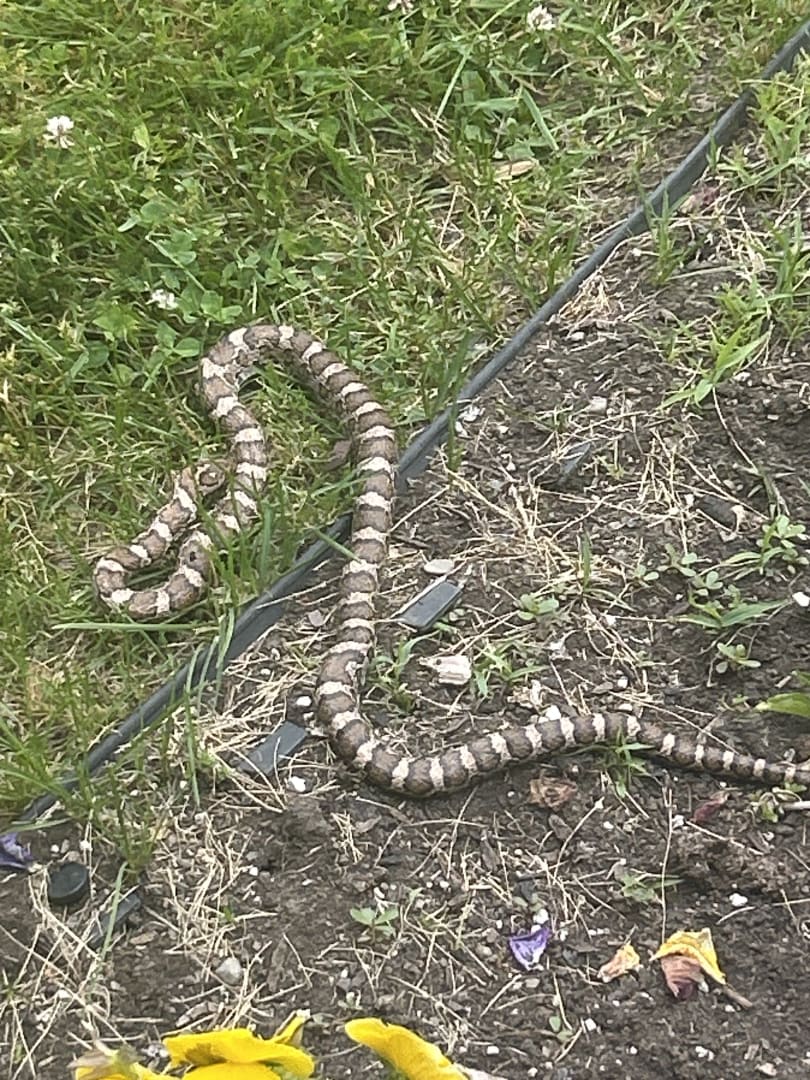 Common Kingsnake