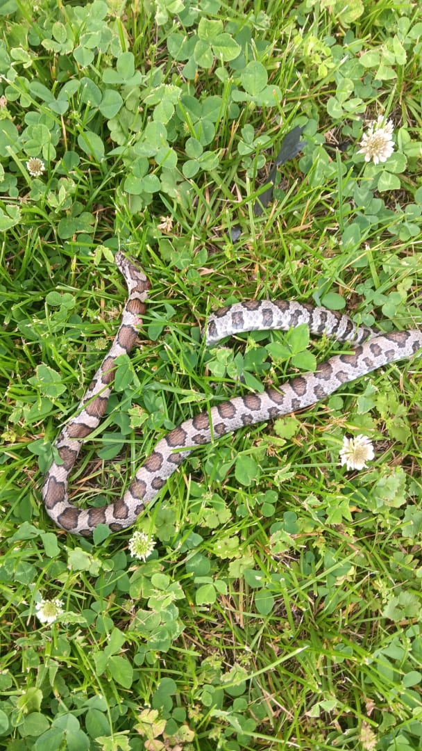 Eastern Copperhead