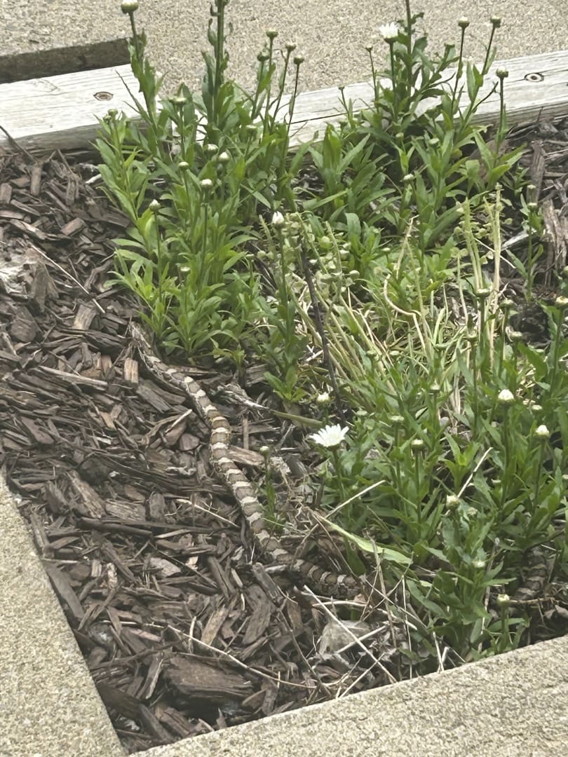 Eastern Garter Snake