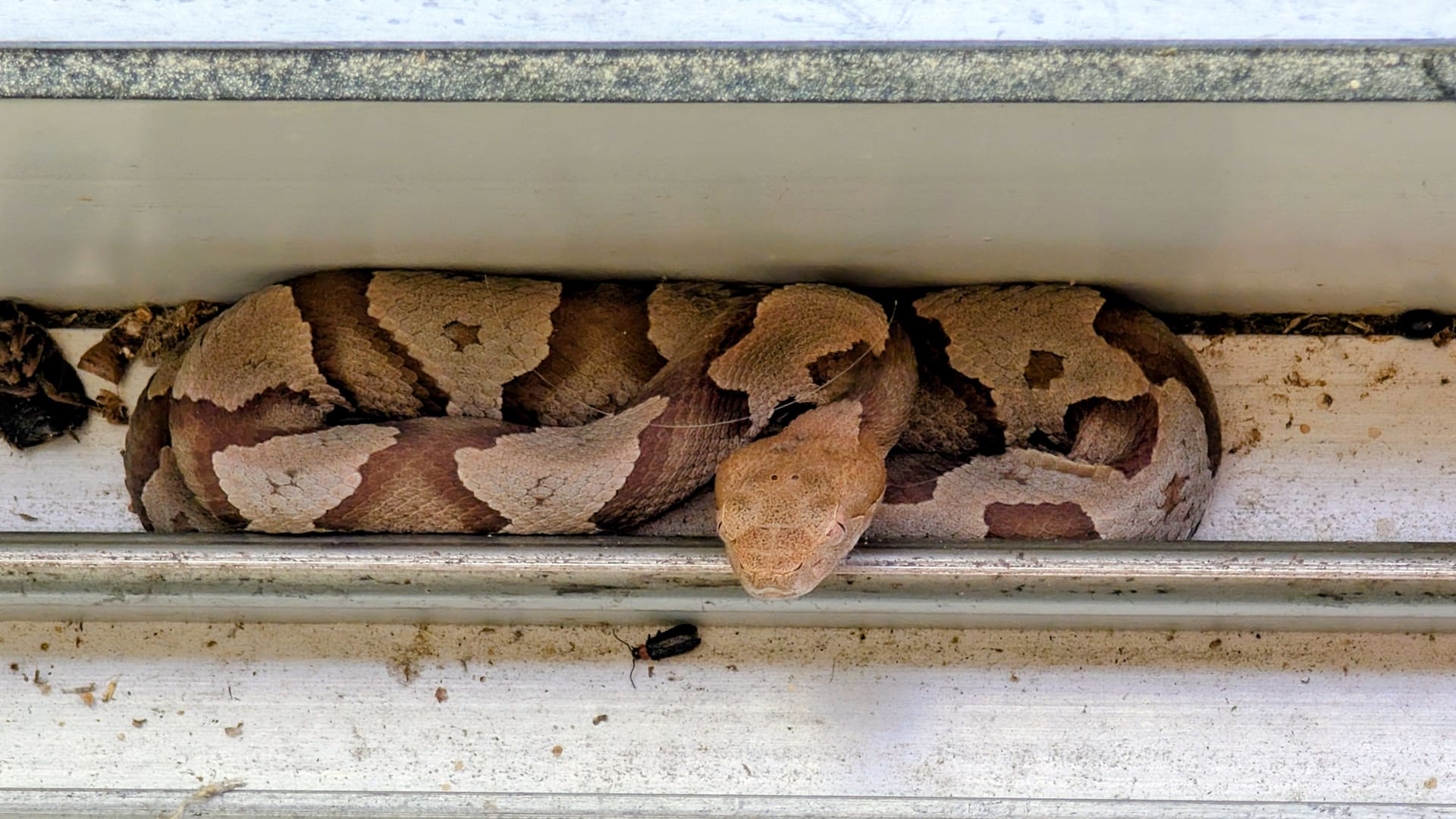 Eastern Copperhead