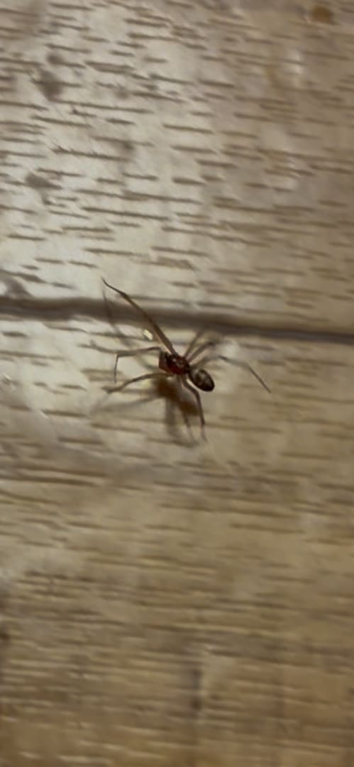 Common House Spider