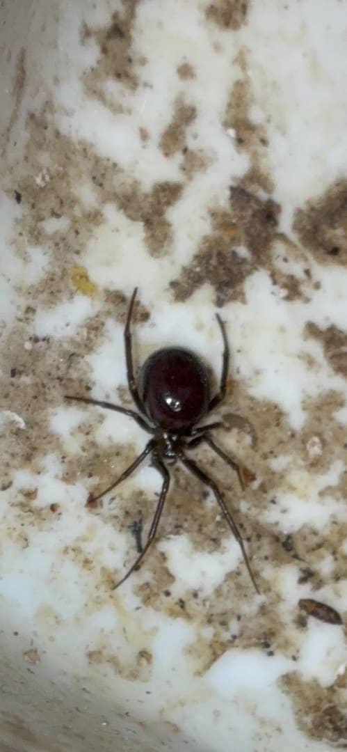 Western Black Widow