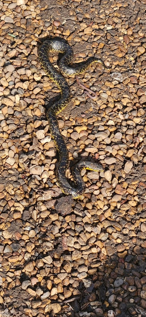 Eastern Hognose Snake