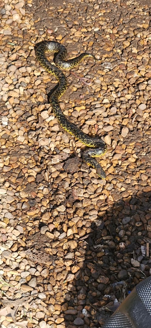 Eastern Garter Snake