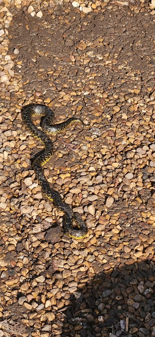 Grass Snake