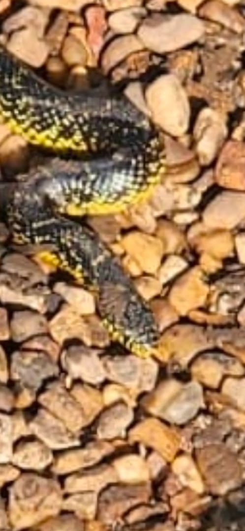Speckled Kingsnake