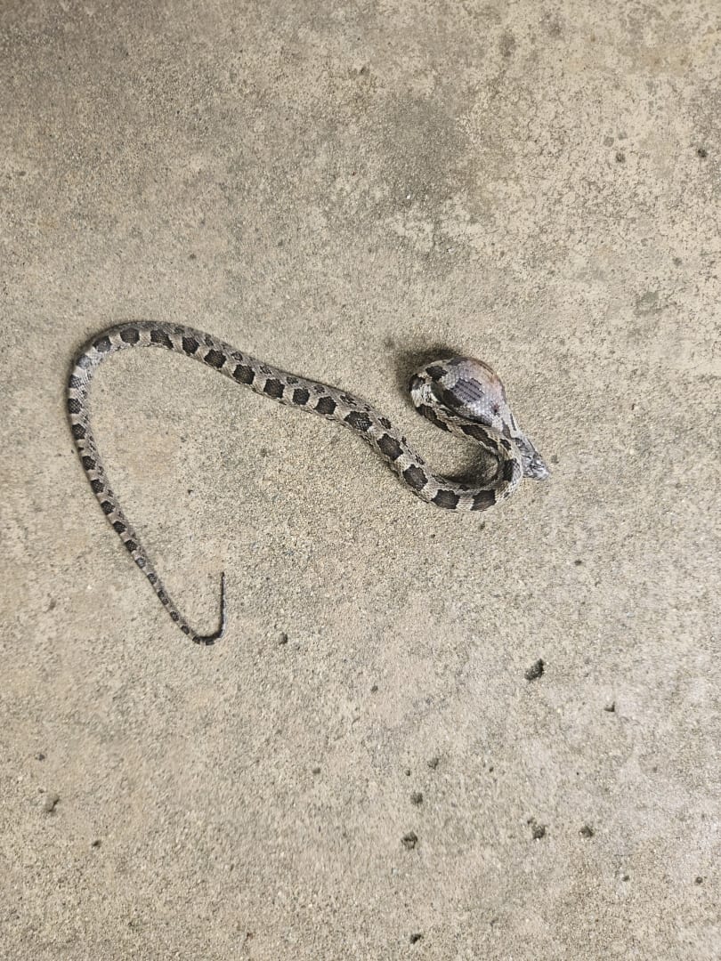 Juvenile Copperhead