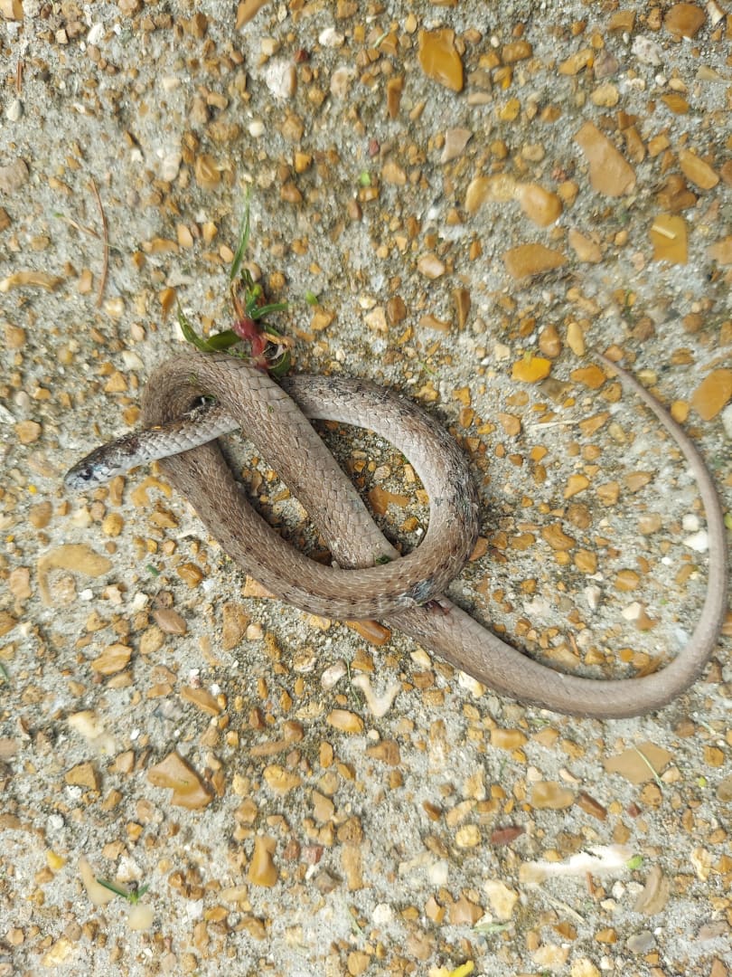 Common Worm Snake