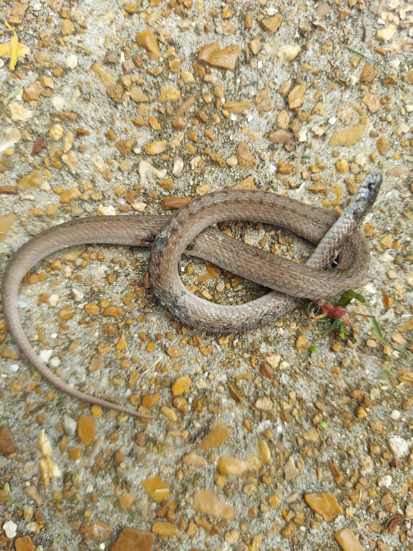 Eastern Worm Snake