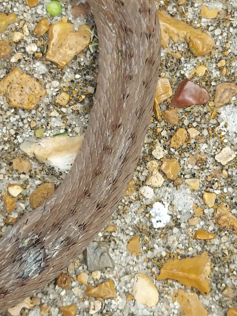 DeKay's Brownsnake