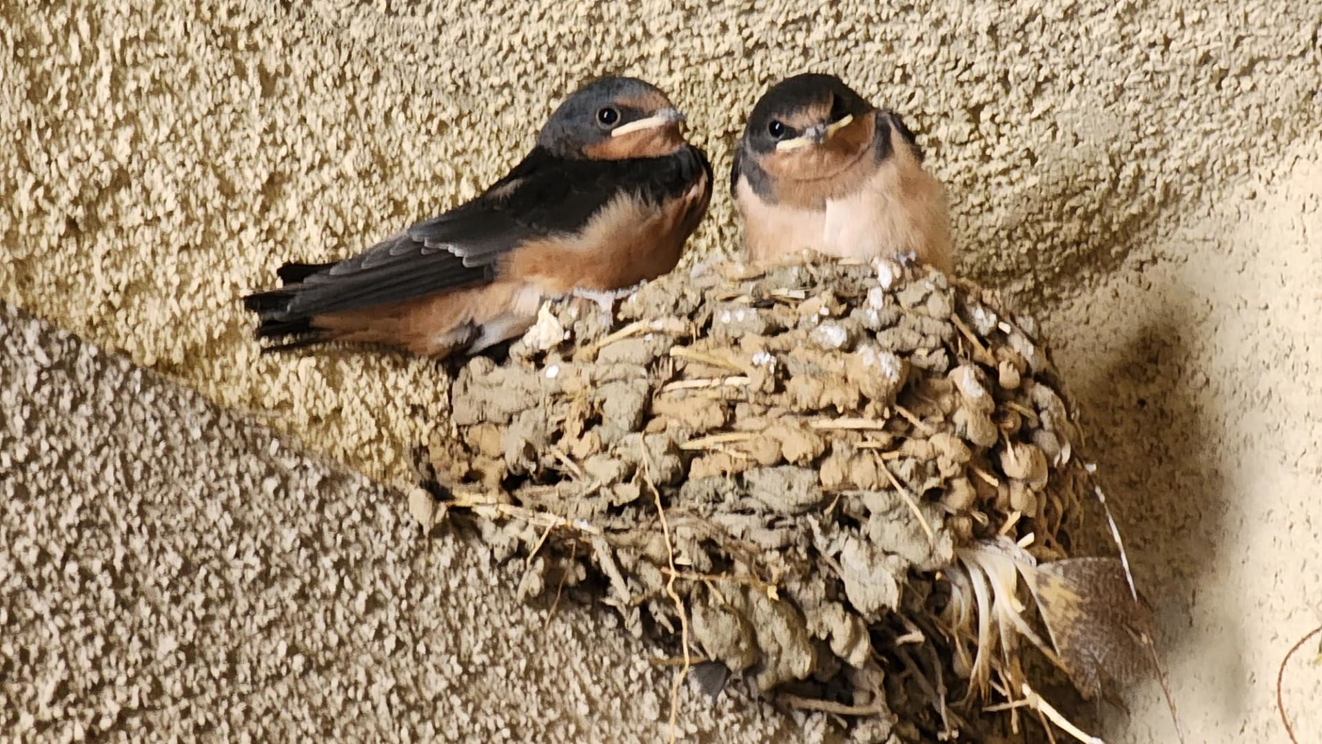 Barn Swallow