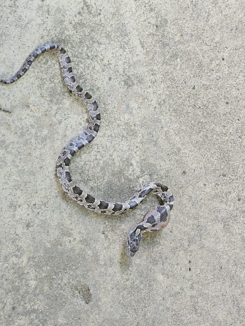 Juvenile Eastern Rat Snake