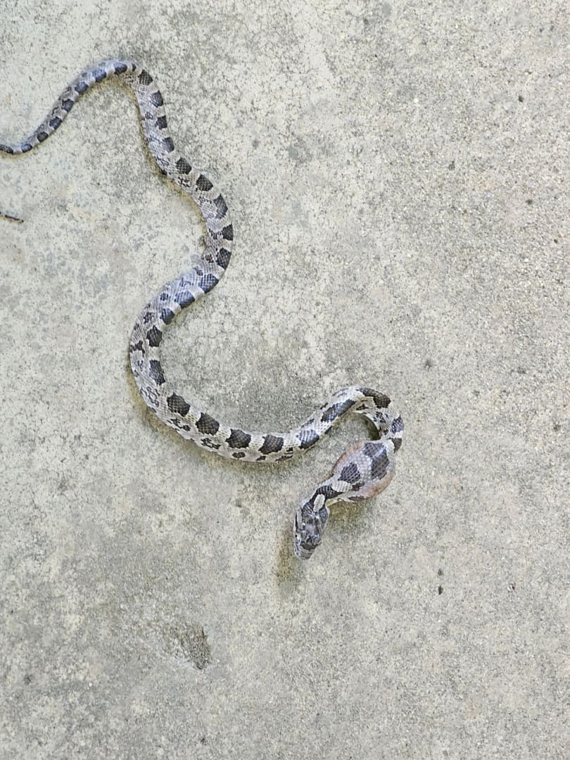 Juvenile Western Ratsnake