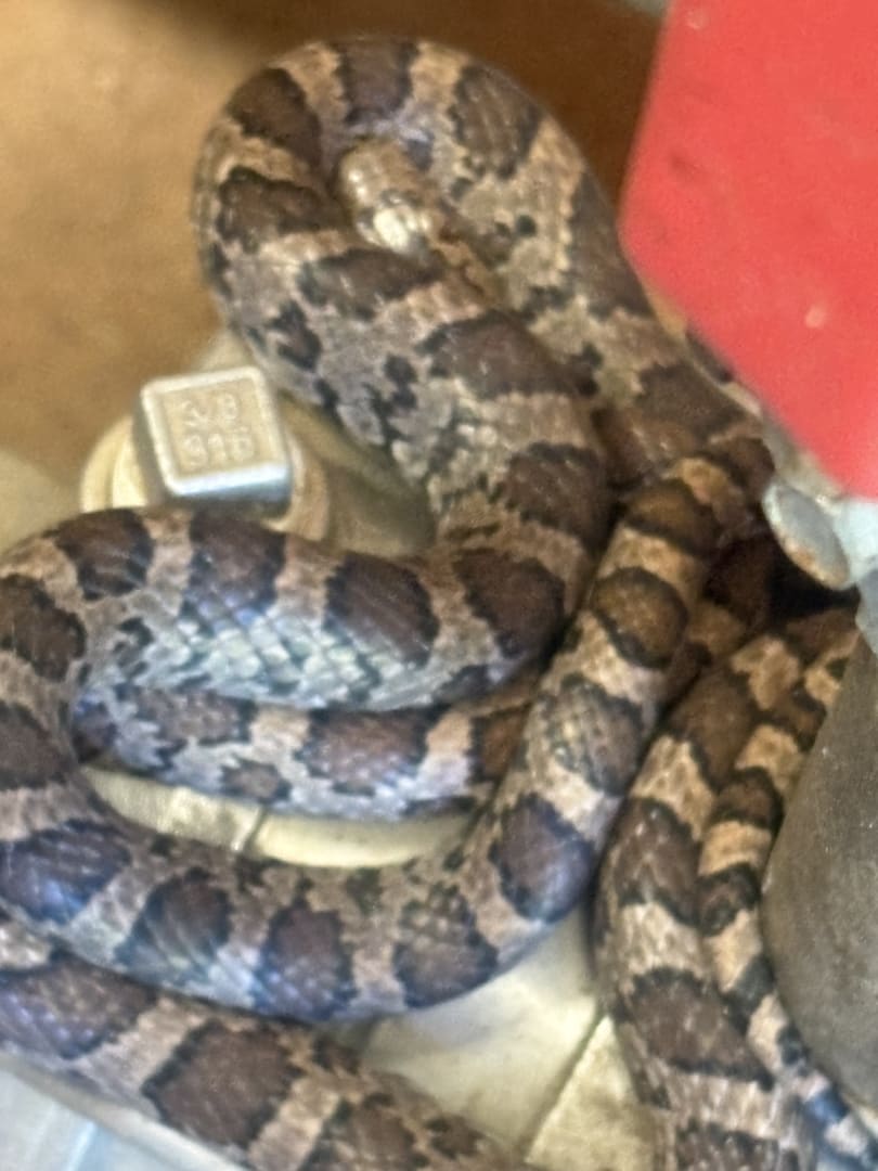 Eastern Milksnake