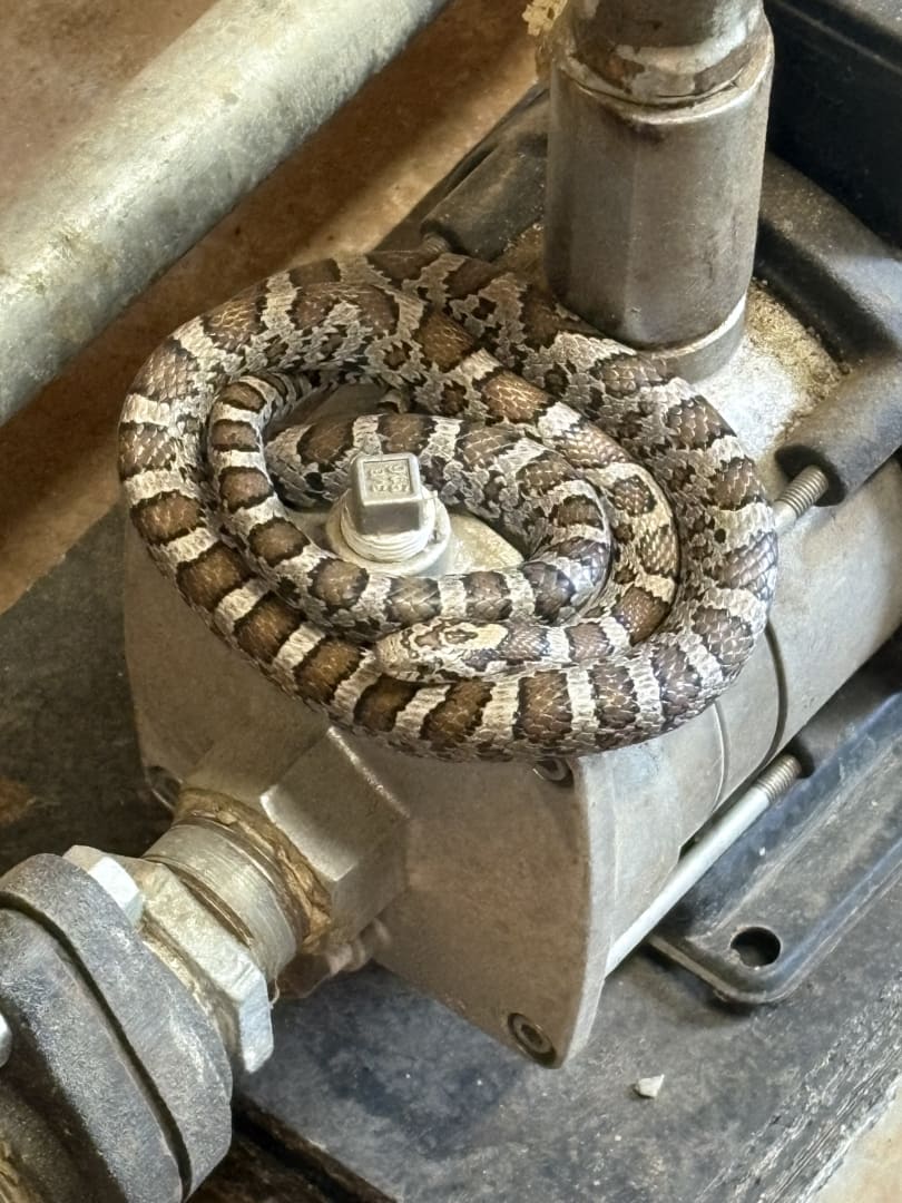 Juvenile Eastern Ratsnake