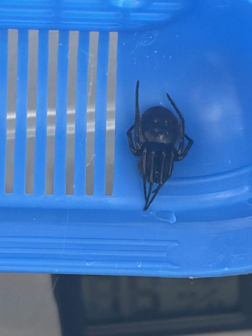 Western Black Widow Spider