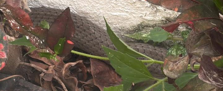 King Cobra
