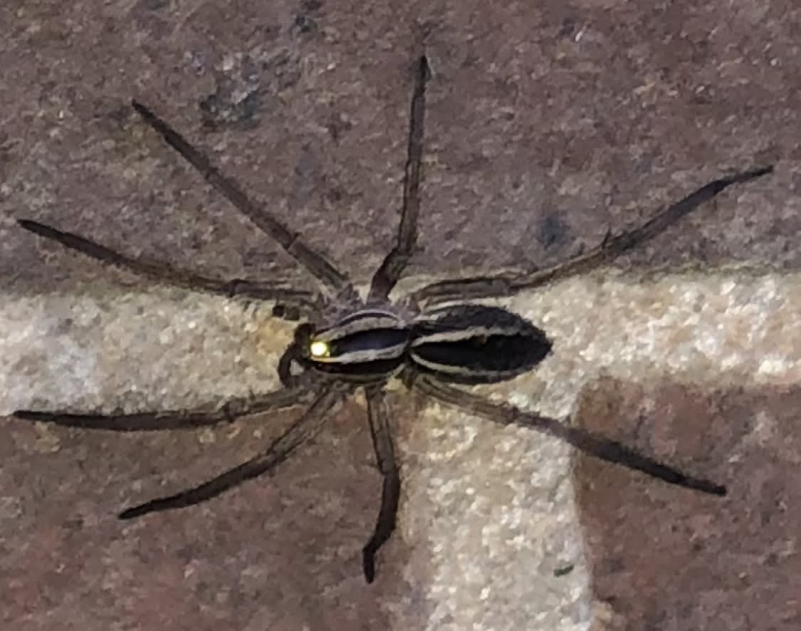 Wolf Spider