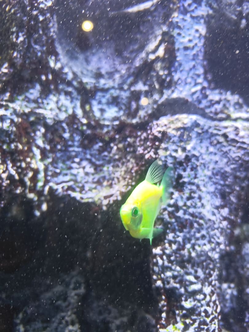 Yellowhead Jawfish