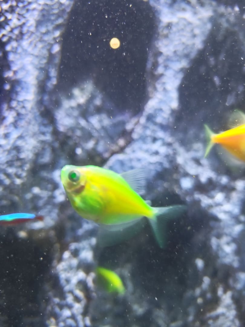 GloFish Tetra