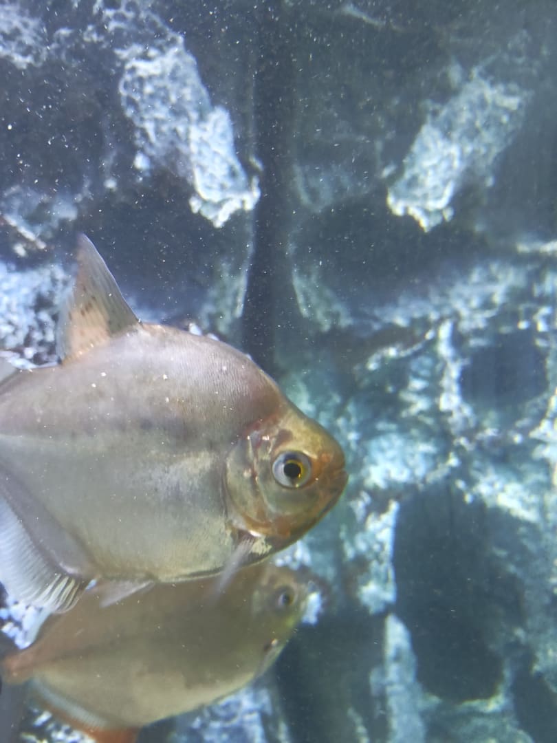 Silver Dollar Fish