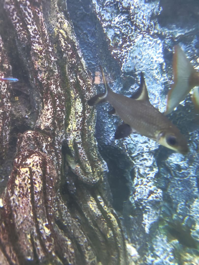 Bala Shark