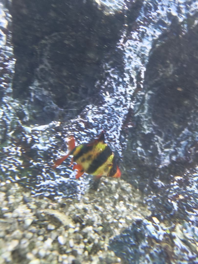 Clown Fish