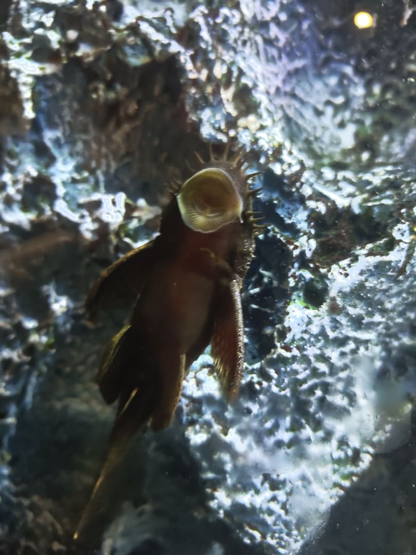 Common Pleco