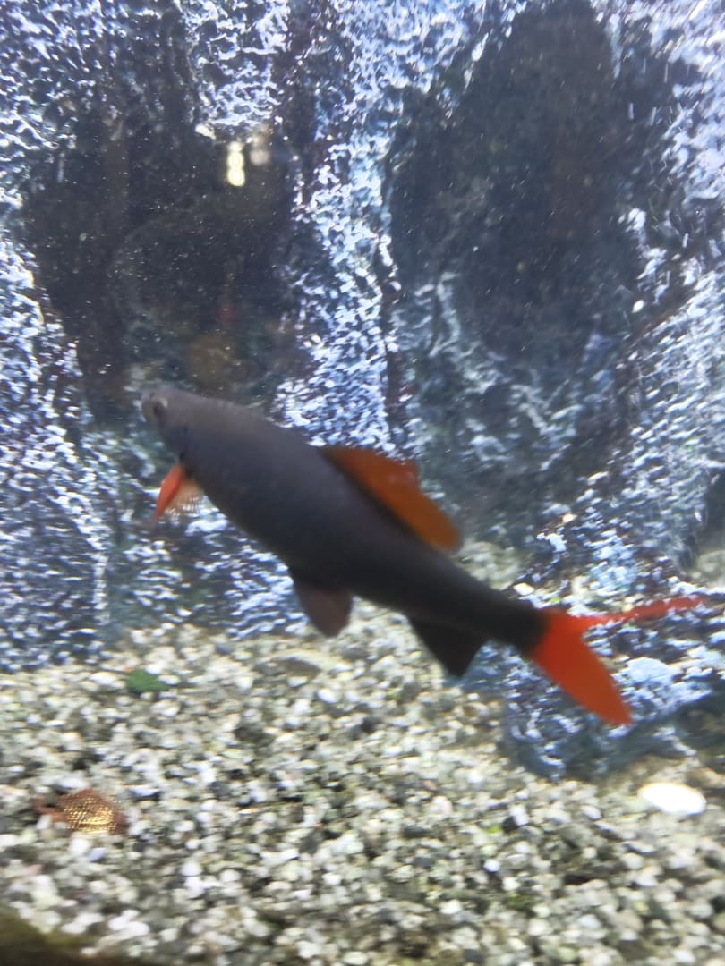 Red-tailed Black Shark