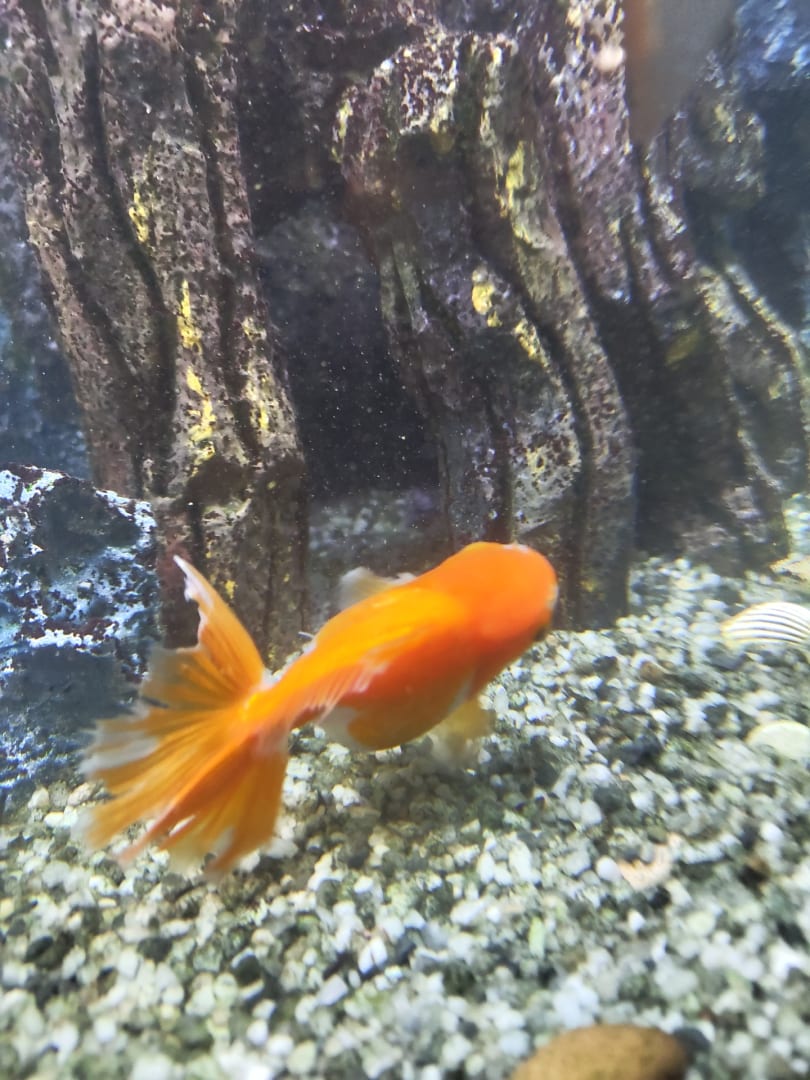 Fantail Goldfish