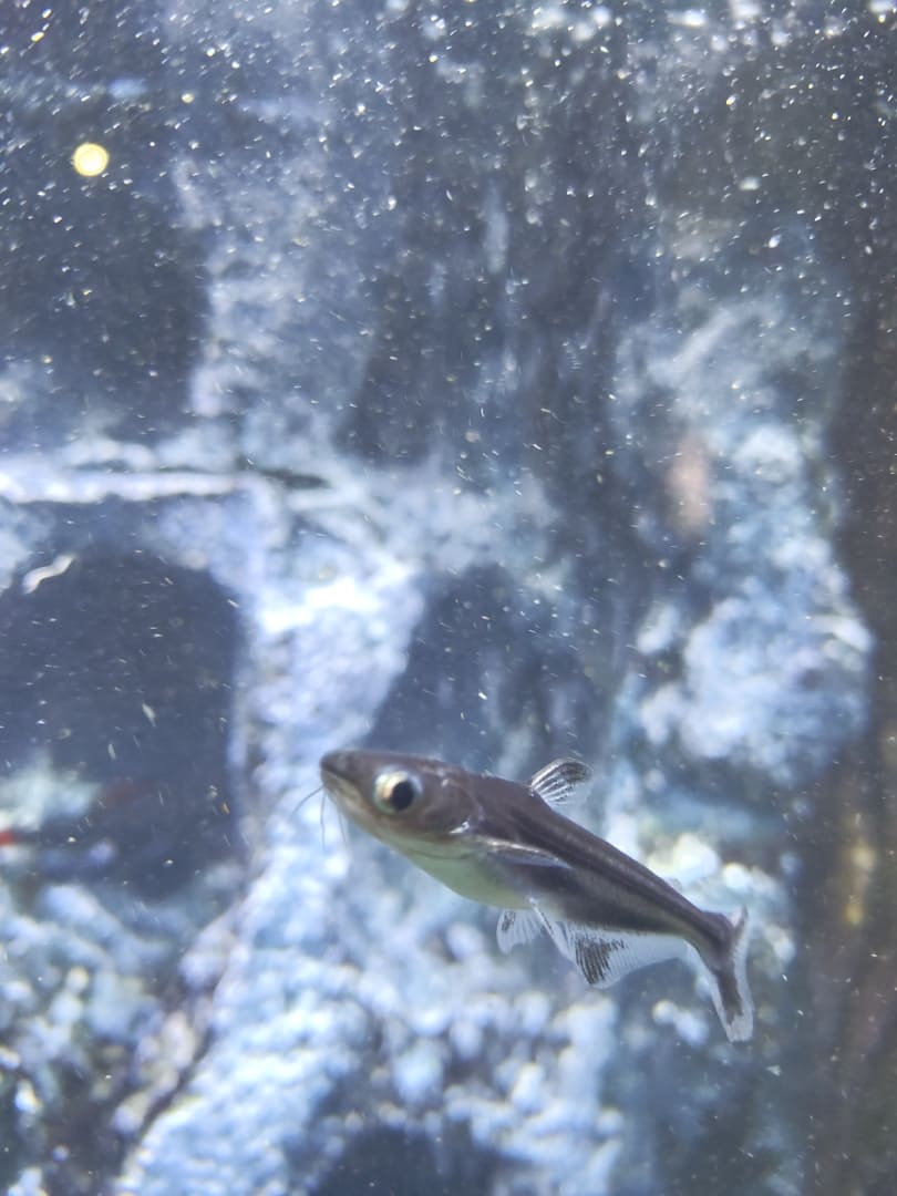Juvenile Pollock