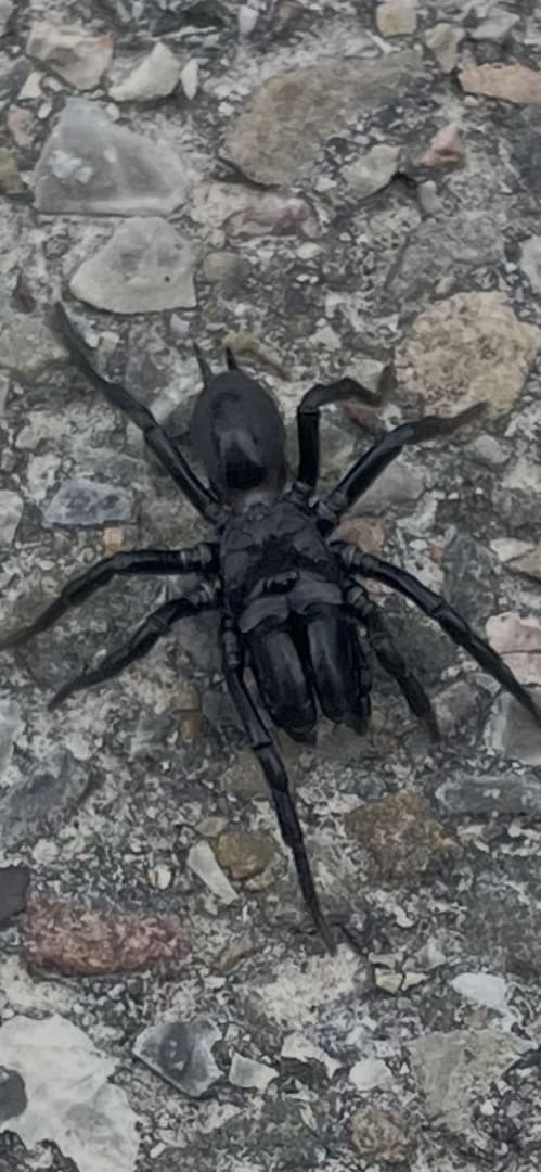 Trapdoor Spider