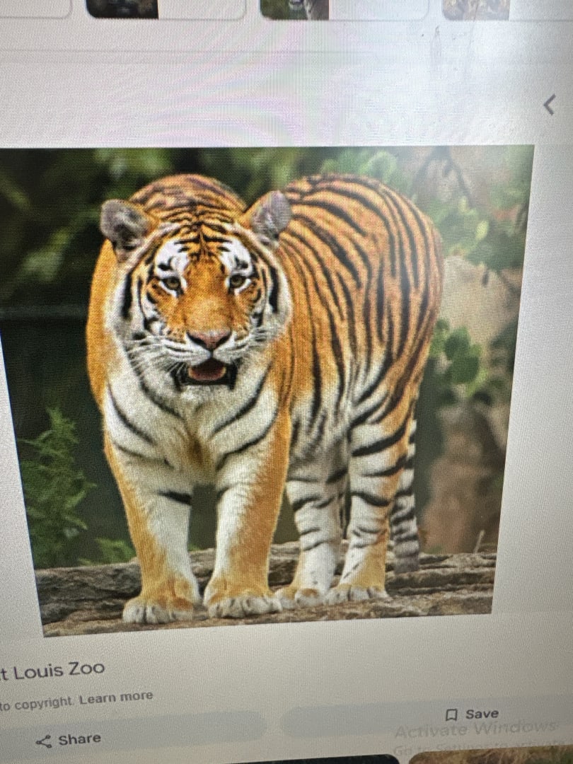 Bengal Tiger