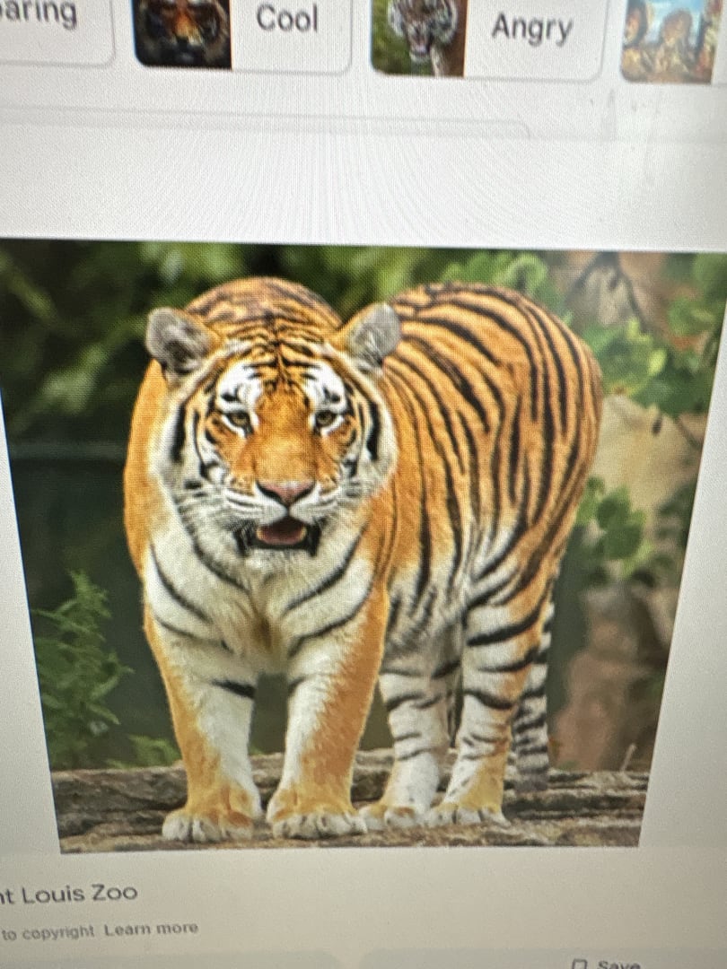 Bengal Tiger